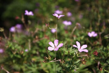 志賀高原の夏。高原に咲く花。
