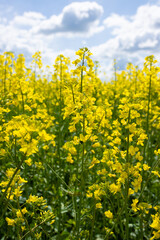 Yellow blooming rapeseed field and cloudy blue sky. Rapeseed in an agricultural field, close-up. Growing rapeseed for the production of animal feed, vegetable oils and