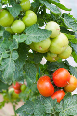 Tomatoes planting in green house