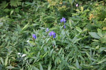志賀高原の夏。高原に咲く花。リンドウ
