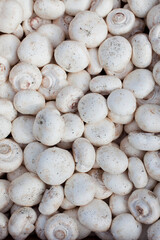 Mushroom background