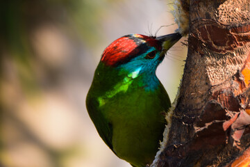  A colorful bird on a tree 