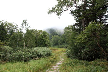 志賀高原の夏。雲の中に入った高天原の森。
