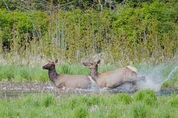 Two elk splashing around in a pond.