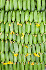 Cucumber background