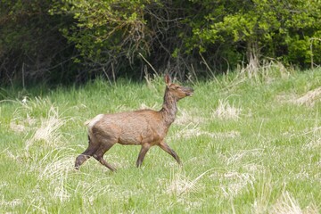 Young elk walking in a field.