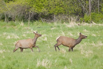 Elk running in a field.
