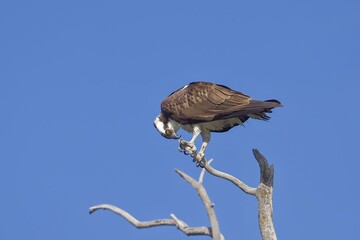 Perched osprey looks at its talons.