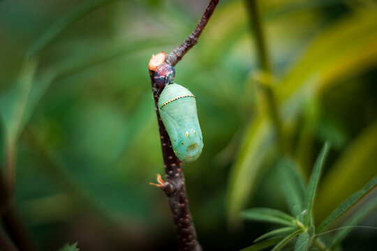 Butterfly cocoon waiting to hatch