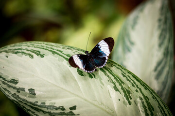 Fototapeta na wymiar Butterfly perched on a leaf