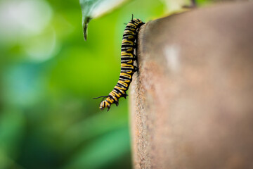 Caterpillar climbing on a pot