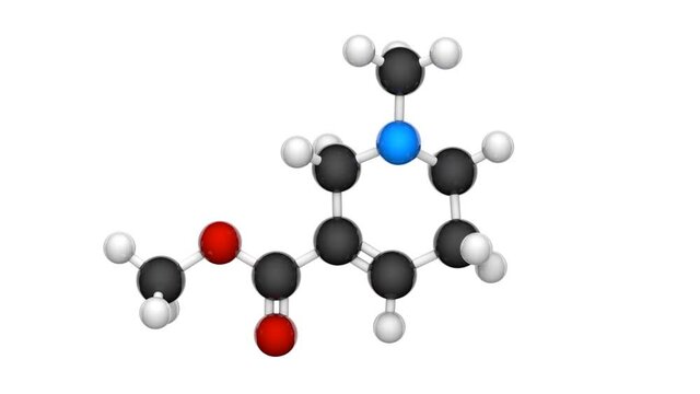 Arecoline (C8H13NO2) is a nicotinic acid-based mild stimulant alkaloid found in the areca nut. Chemical structure model: Ball and Stick. 3D render. Seamless loop. White background