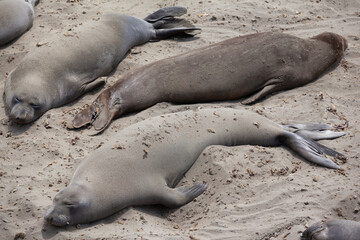 California Sea lions sleeping in th sand