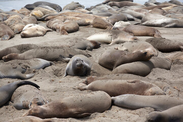 California Sea lions  on the beach resting