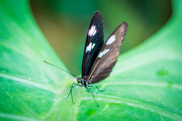 Close up shot of a black butterfly on a leaf in the tropical greenhouse