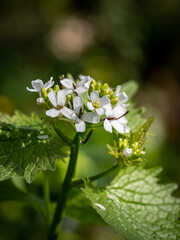 frielingsdorf_knoblausrauke