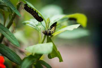 Monarch caterpillars eating leaves on a Spring day