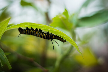 Monarch caterpillar eating a leaf
