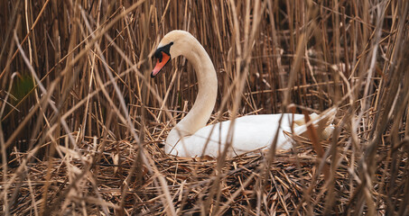 Fototapeta premium Schwan im Nest
