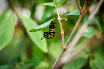 Monarch caterpillar hanging around on a leaf