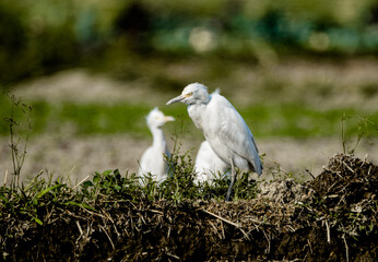 great white heron ardea cinerea