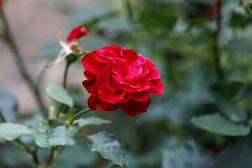 Orval trappist abbey, Belgium. Flower in a cloister.