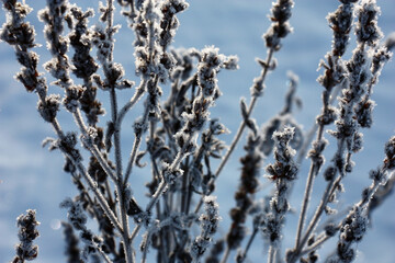 Fragment of a dry wild-growing plant in ice crystals of hoarfrost on a blue background.