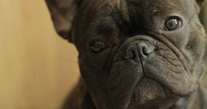 portrait of a dog french bulldog breed, cute animal looking at camera, man's best friend and partner, trained dog