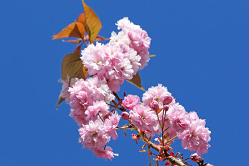 Ornamental cherry tree blossom in Spring
