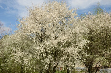blooming tree in spring