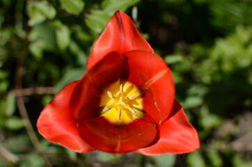 red tulip flower