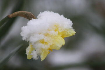 Schnee im April 2021 a