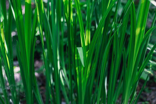 Green fresh grass on a sunny day in the garden. Spring image.