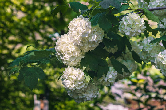 Inflorescences of large white balls cover the viburnum variety "Buldenezh" - Snow ball (Viburnum L.). Blooming viburnum buldenezh, white flowers on a sunny day against a background of green foliage.