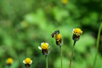 bee on dandelion
