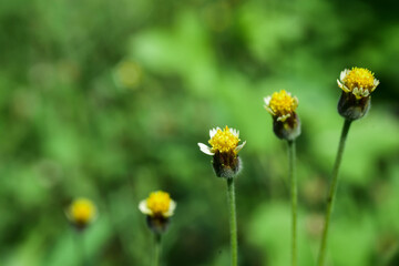 Obraz premium bee on flower