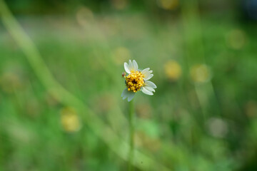 bee on a dandelion