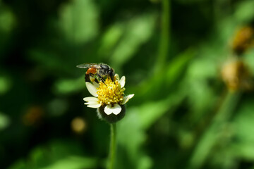 bee on yellow flower