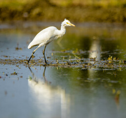 great white heron