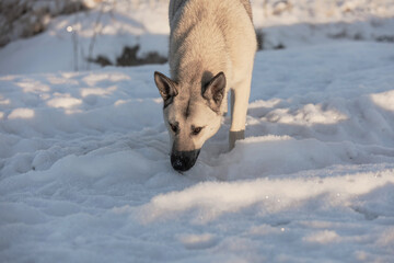 A portret mixed-breed sniffs the ground on winter backdrop. Acute large mixed-breed sheepdog.