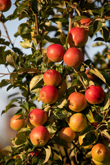 Obraz premium Apple tree in Eure, France