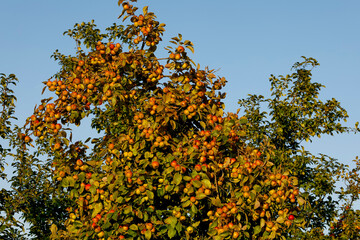 Fototapeta na wymiar Apple trees in Eure, France