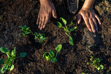 Boy planting vegetables in Eure, France.
