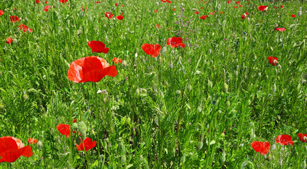 Naklejka premium Un champ de coquelicots à la campagne