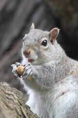 Lucky Squirrel  (Greenwich 2019)