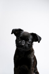 Portrait of black puppy dog, brabancon with funny face looking at camera on white background. Copyspace 