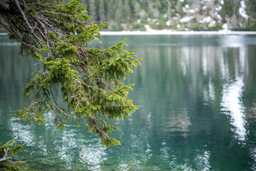 a branch of a Christmas tree on the background of a turquoise lake