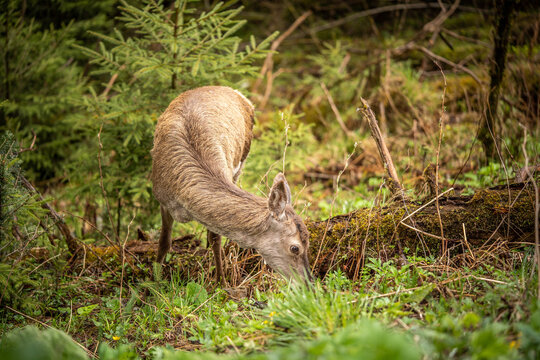 beautiful deer eats juicy greens, incredible wildlife