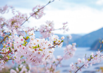 海岸の桜