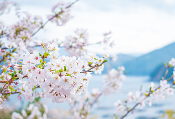 海辺の桜